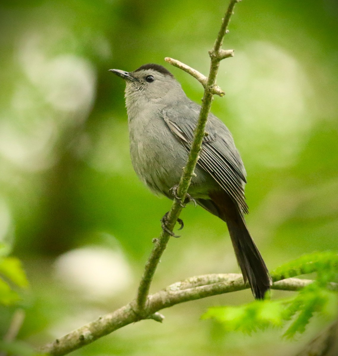 Gray Catbird - Vicky Burke