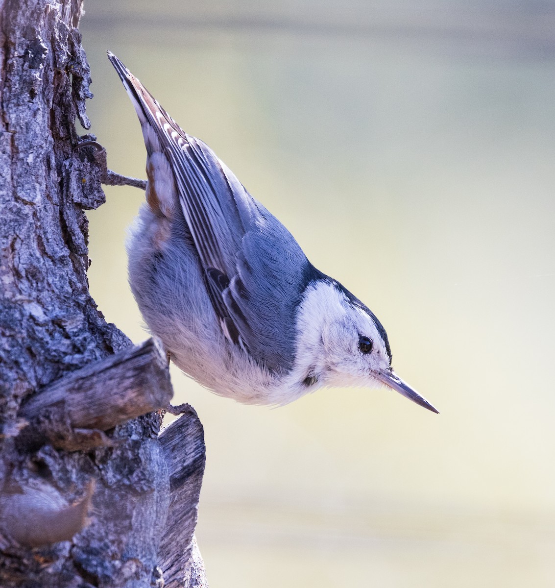 White-breasted Nuthatch - ML619669433