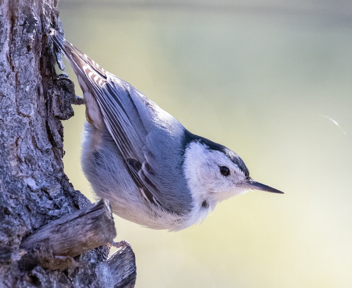 White-breasted Nuthatch - David Barton