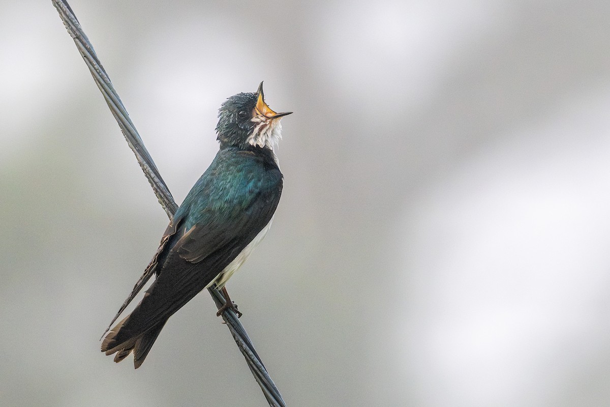 Tree Swallow - Riley Metcalfe