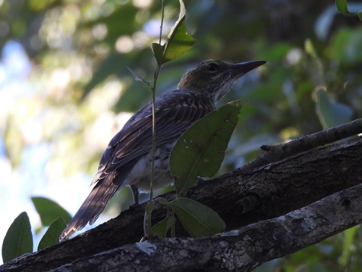 Olive-backed Oriole - Tris Allinson