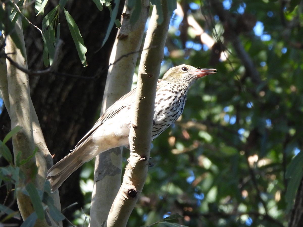 Olive-backed Oriole - Tris Allinson