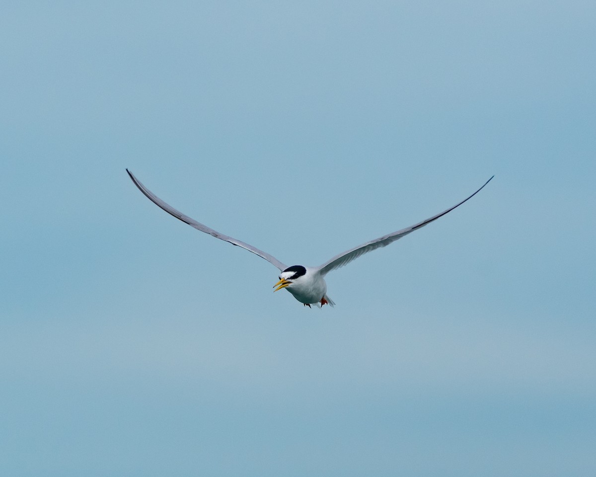 Little Tern - Yan Ze Ng