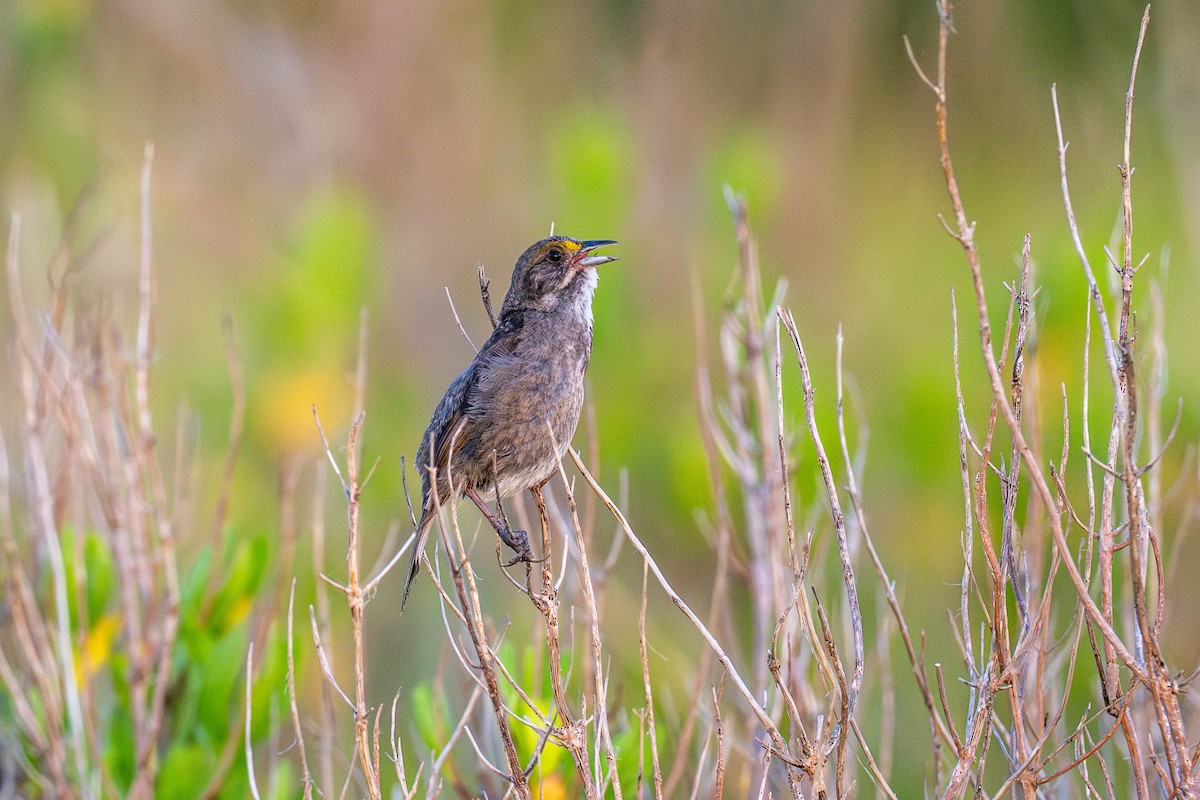 Seaside Sparrow (Atlantic) - Riley Metcalfe