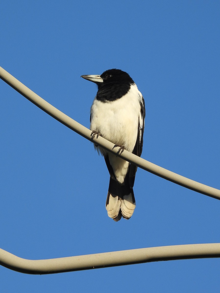 Pied Butcherbird - ML619669459