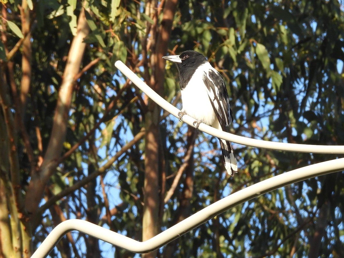 Pied Butcherbird - ML619669460