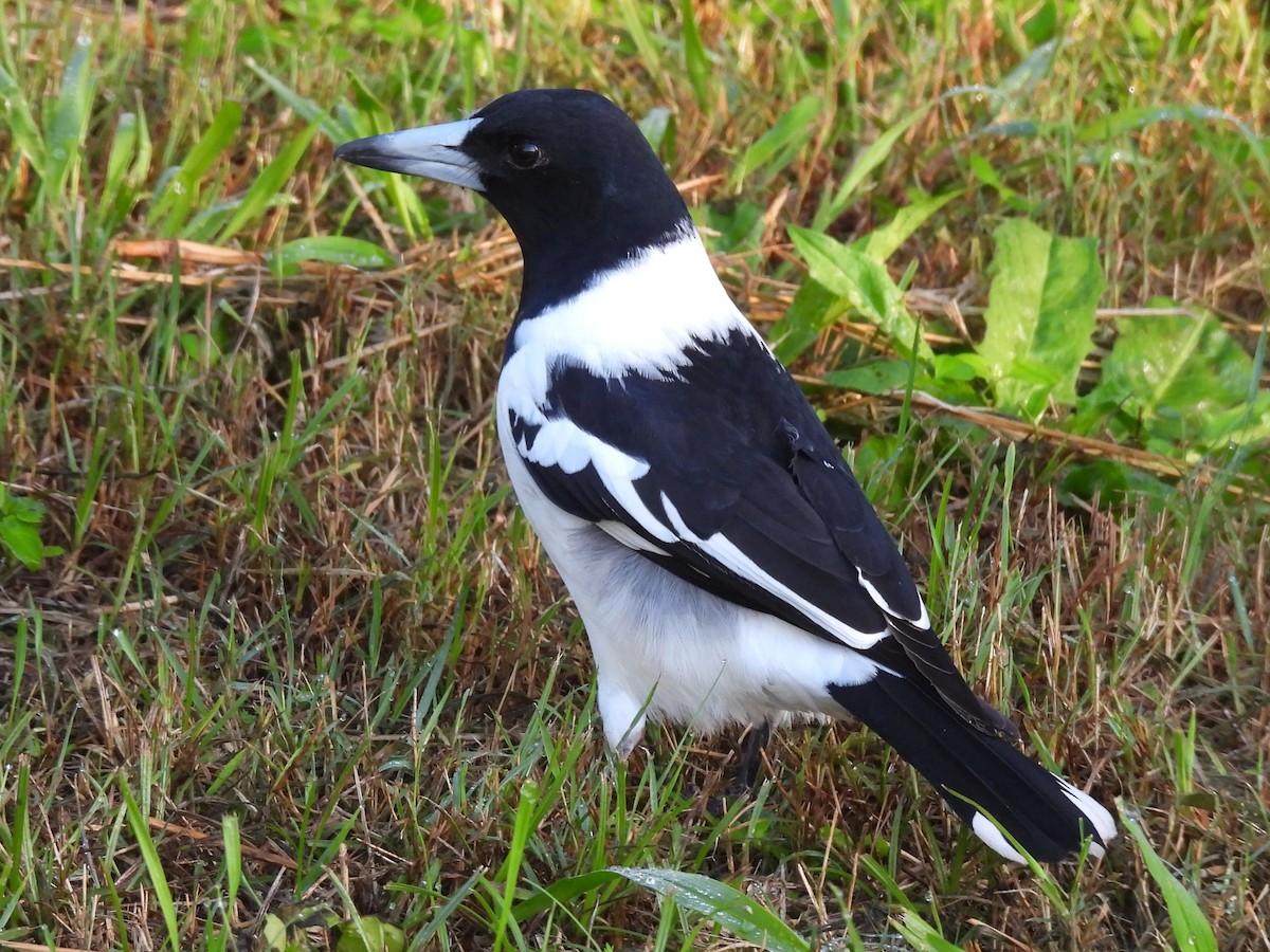 Pied Butcherbird - Tris Allinson