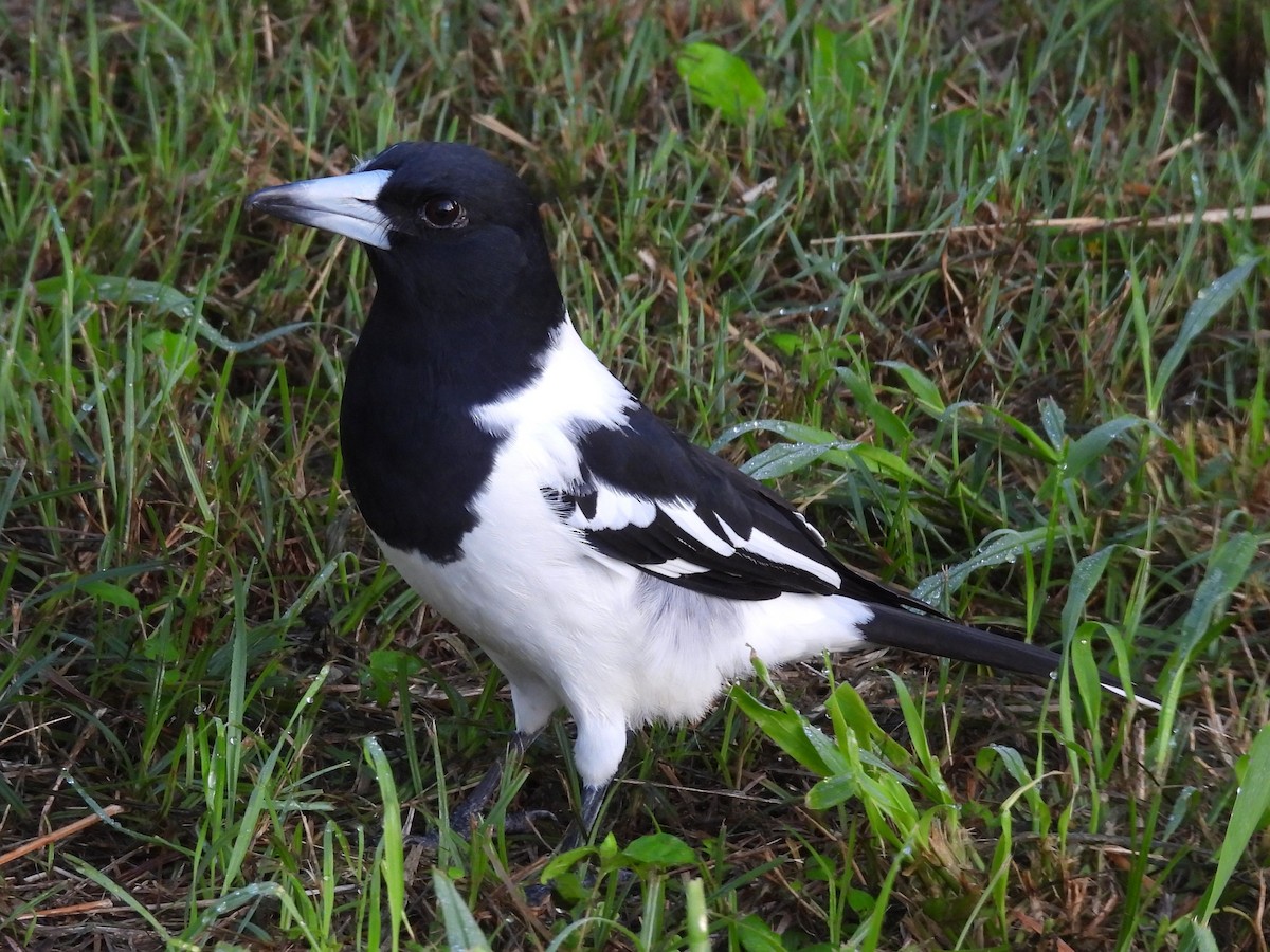 Pied Butcherbird - ML619669462