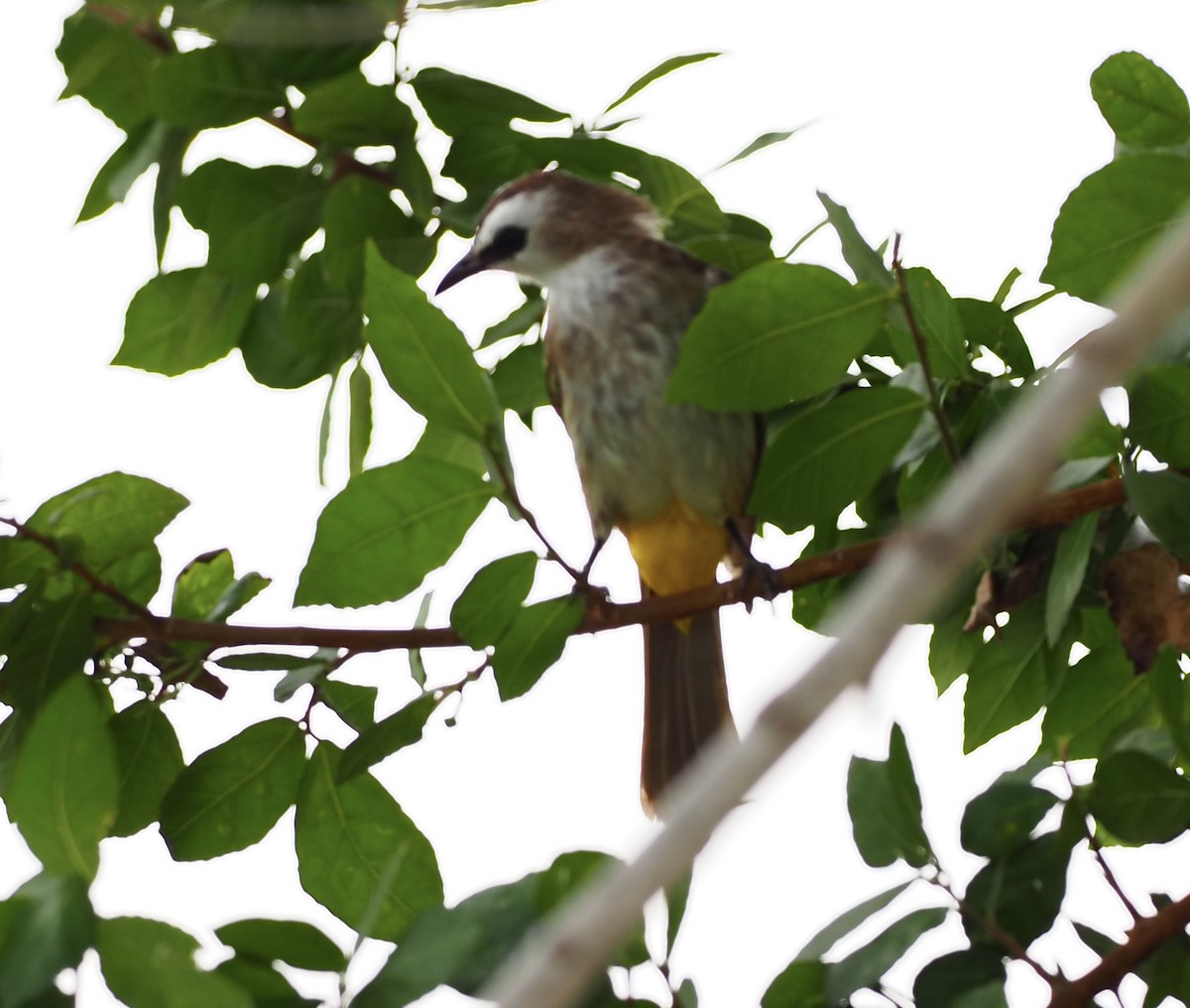 Yellow-vented Bulbul (Sunda) - 芳色 林