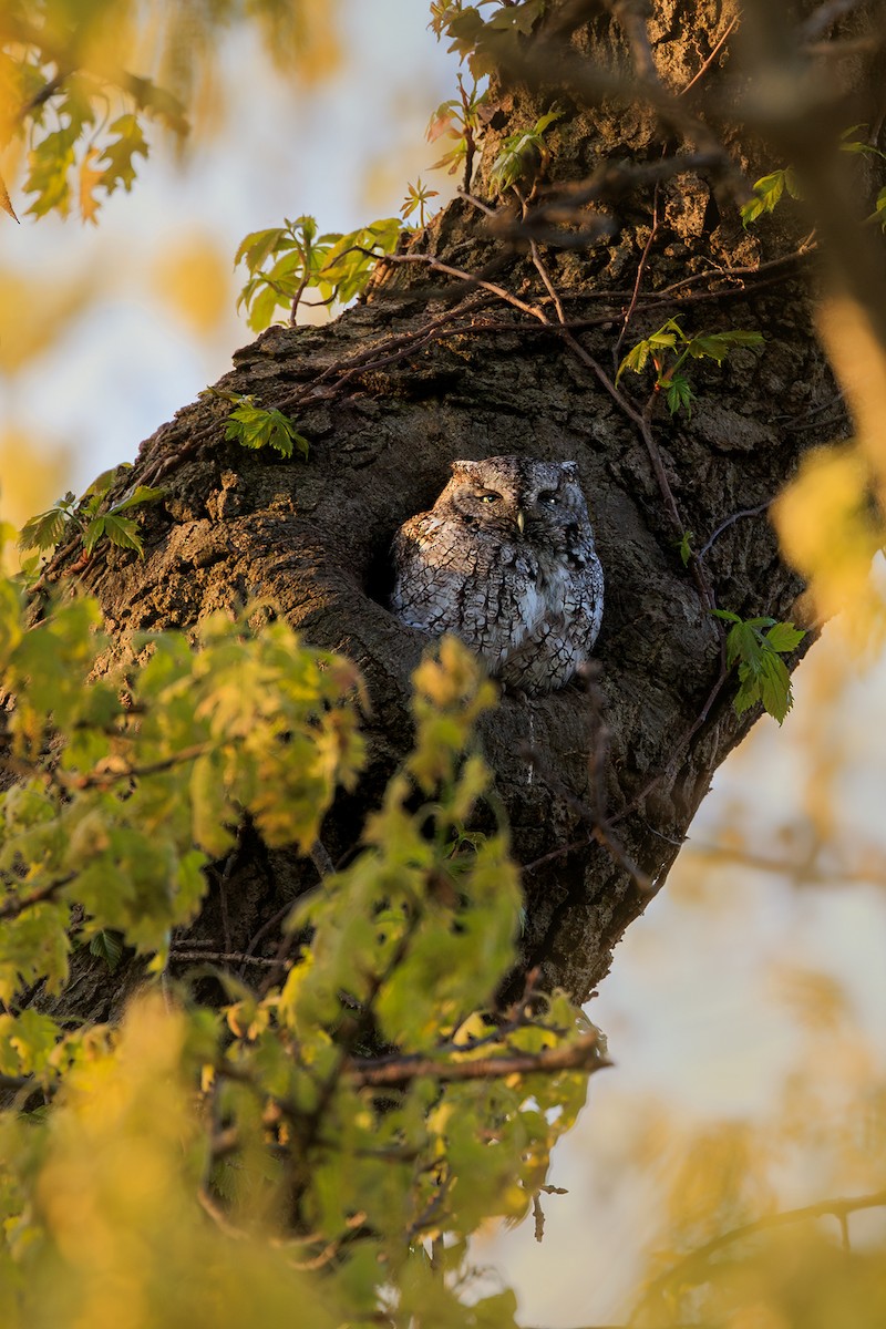 Eastern Screech-Owl - Nelli Savelieva