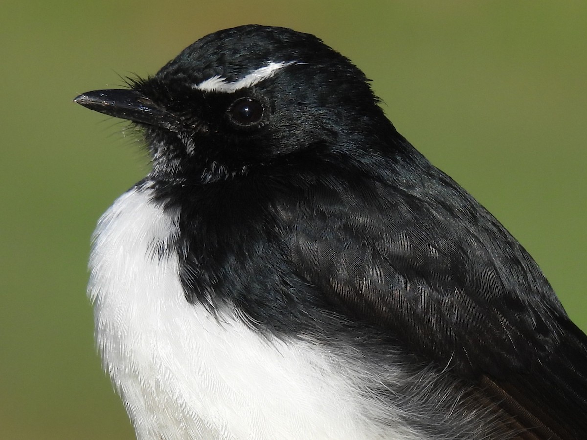 Willie-wagtail - Tris Allinson