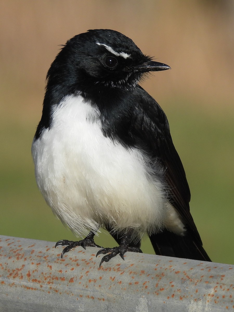 Willie-wagtail - Tris Allinson