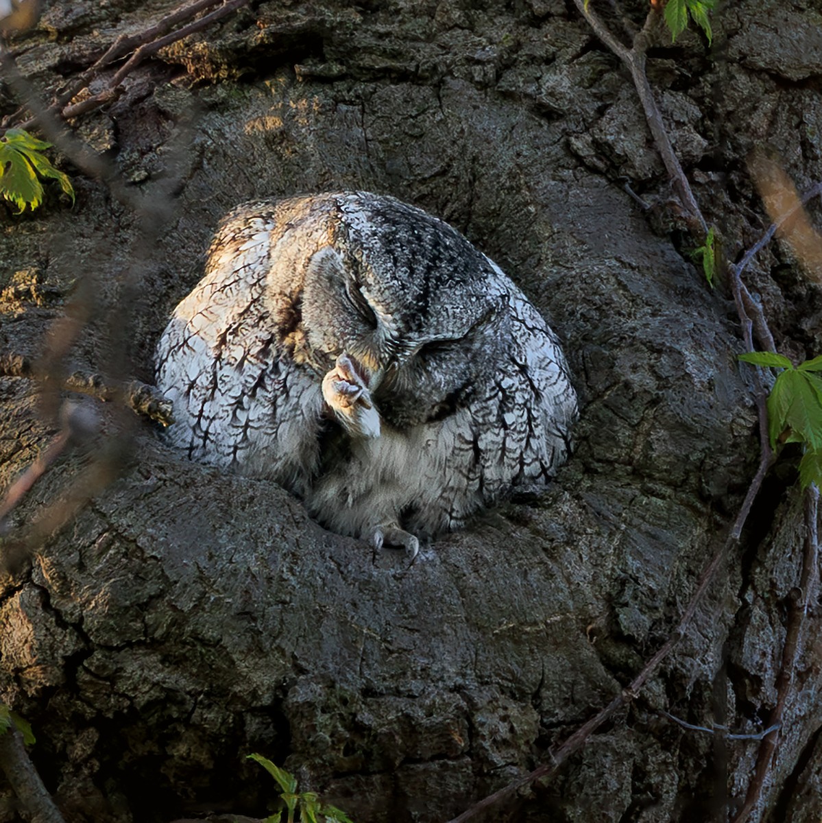 Eastern Screech-Owl - Nelli Savelieva