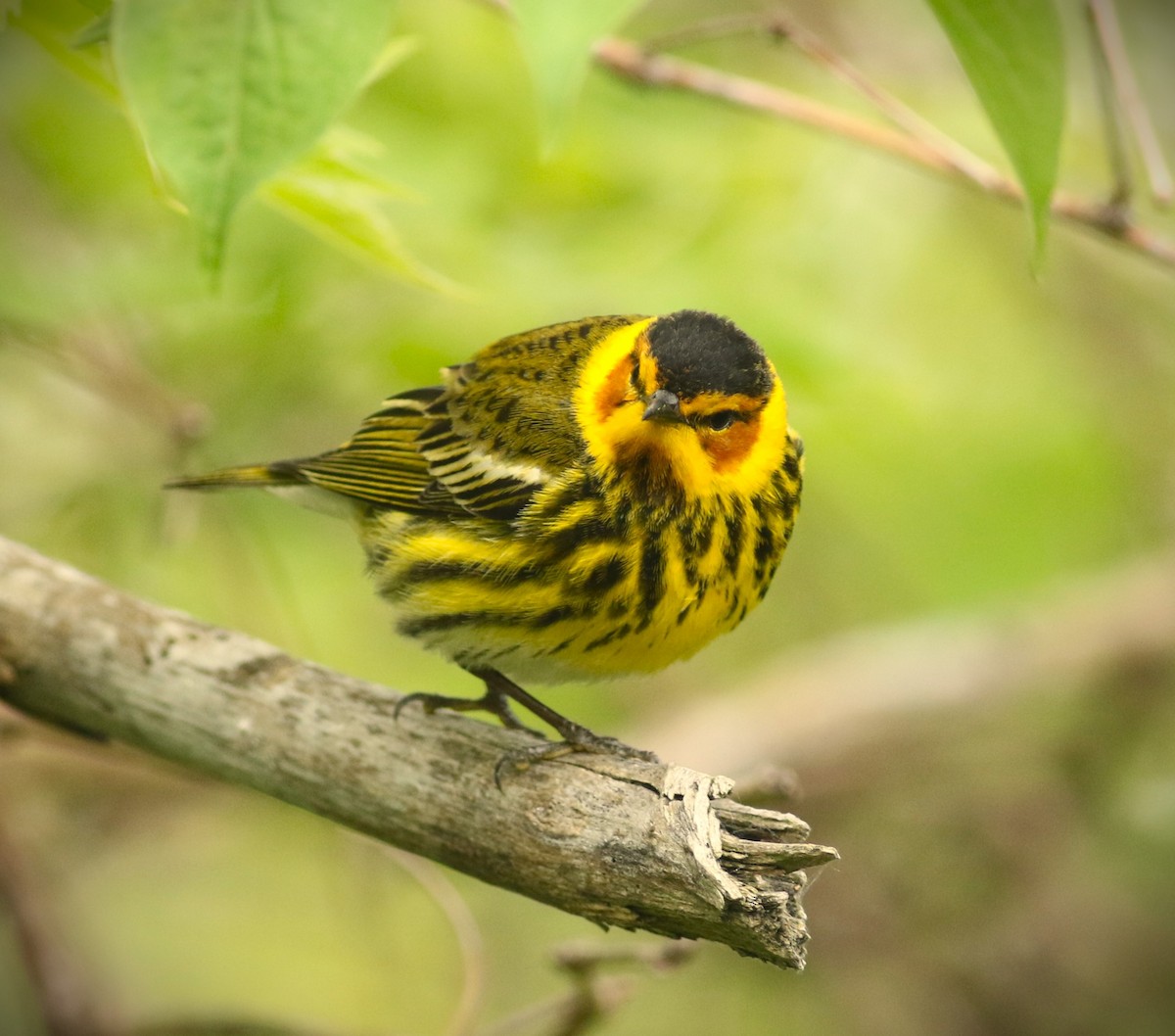 Cape May Warbler - Vicky Burke