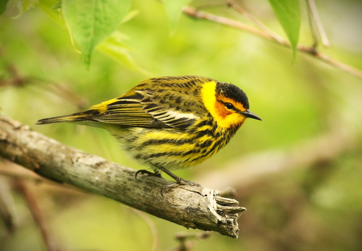 Cape May Warbler - Vicky Burke