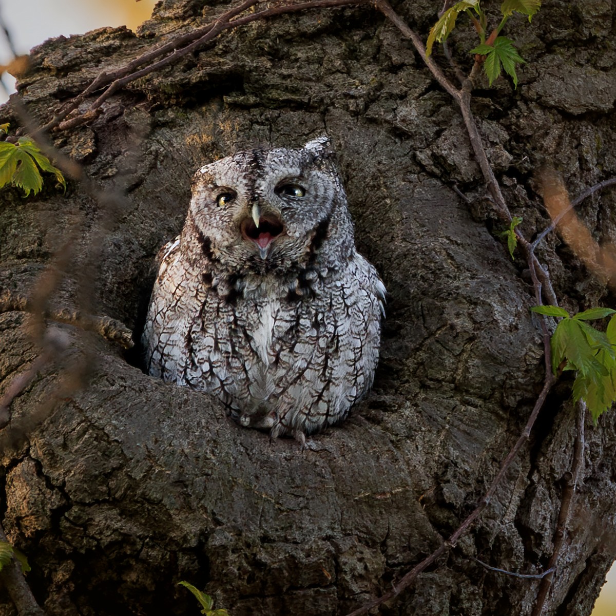 Eastern Screech-Owl - Nelli Savelieva