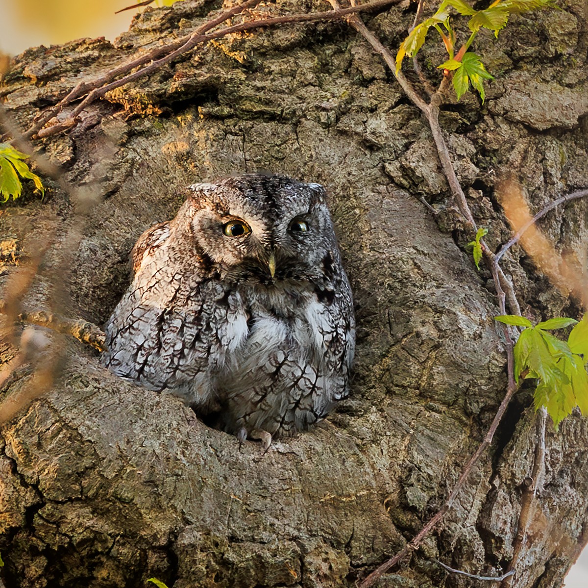 Eastern Screech-Owl - Nelli Savelieva