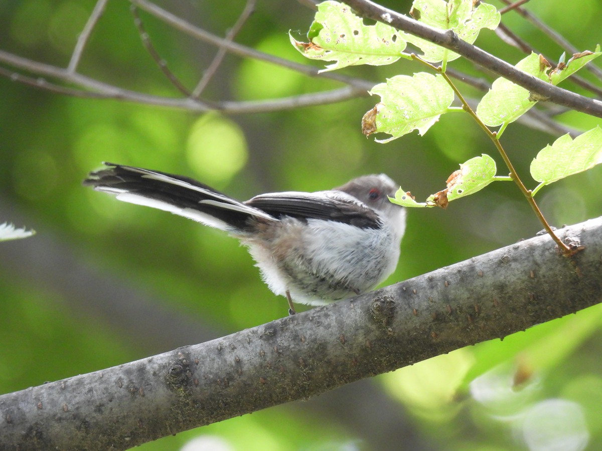 Long-tailed Tit - Swansy Afonso