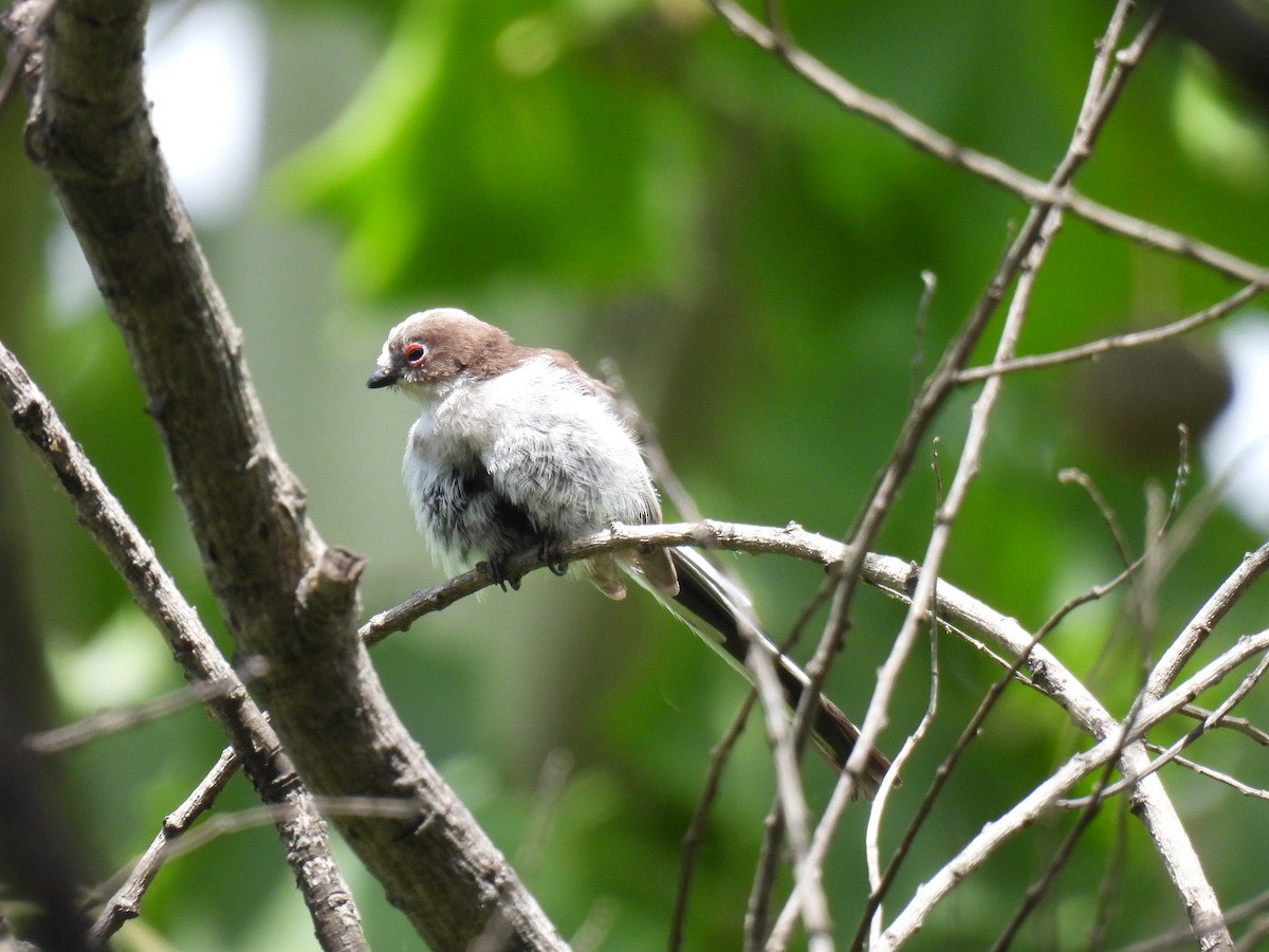 Long-tailed Tit - Swansy Afonso