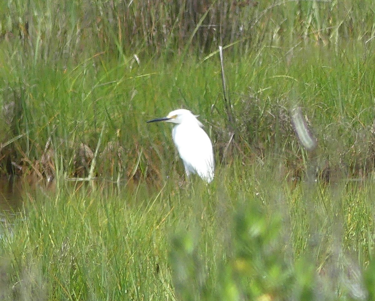 Snowy Egret - Emily Huang