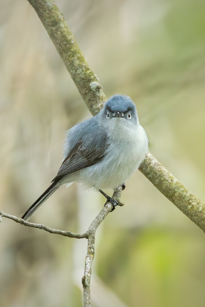 Blue-gray Gnatcatcher - Nelli Savelieva