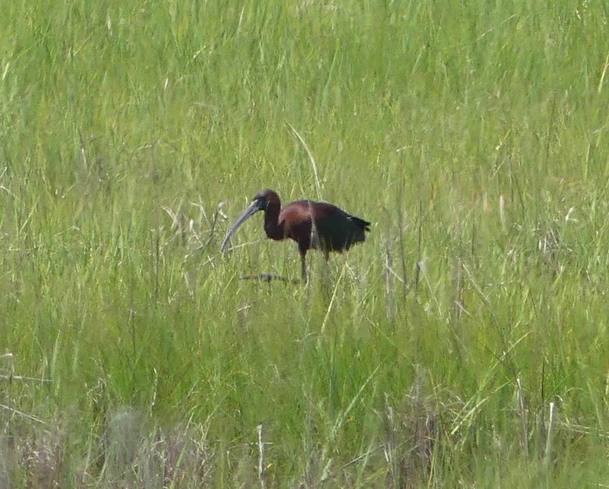 Glossy Ibis - Emily Huang