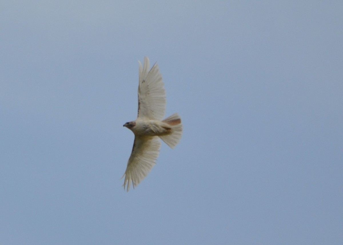 Red-tailed Hawk - ML619669506