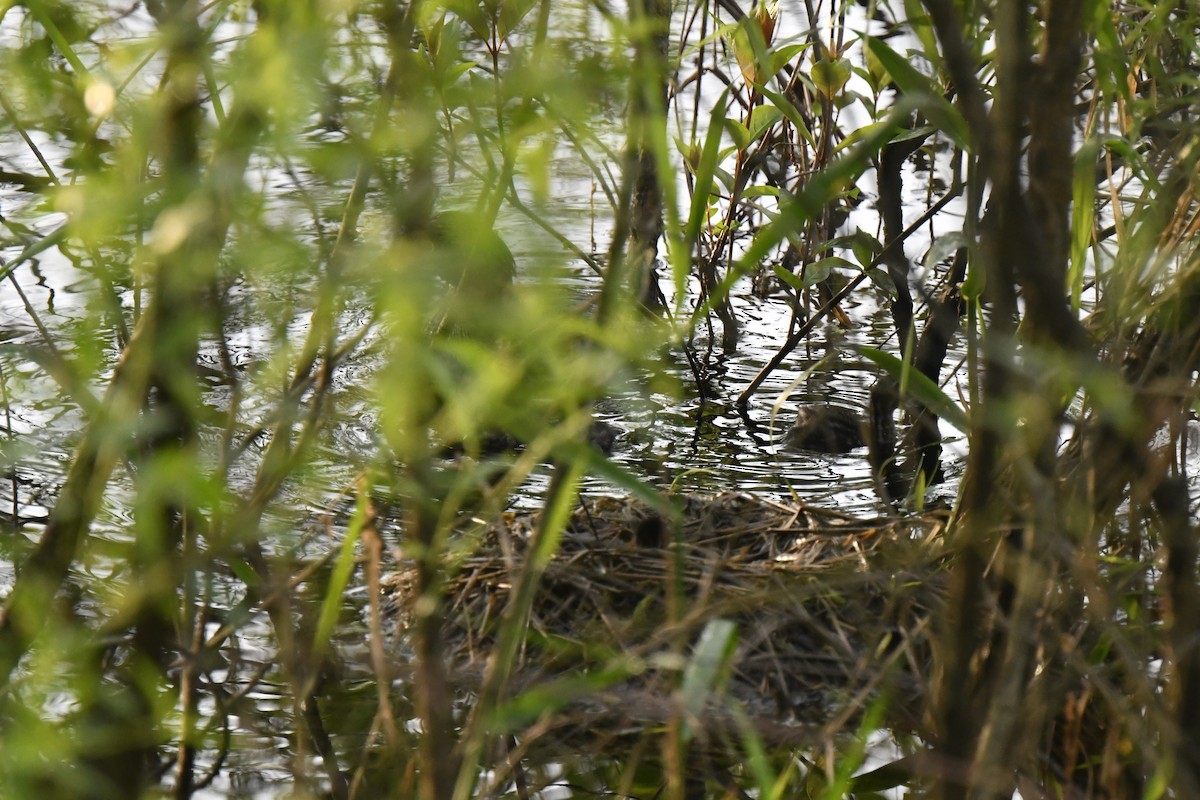 Pied-billed Grebe - Kazumi Ohira