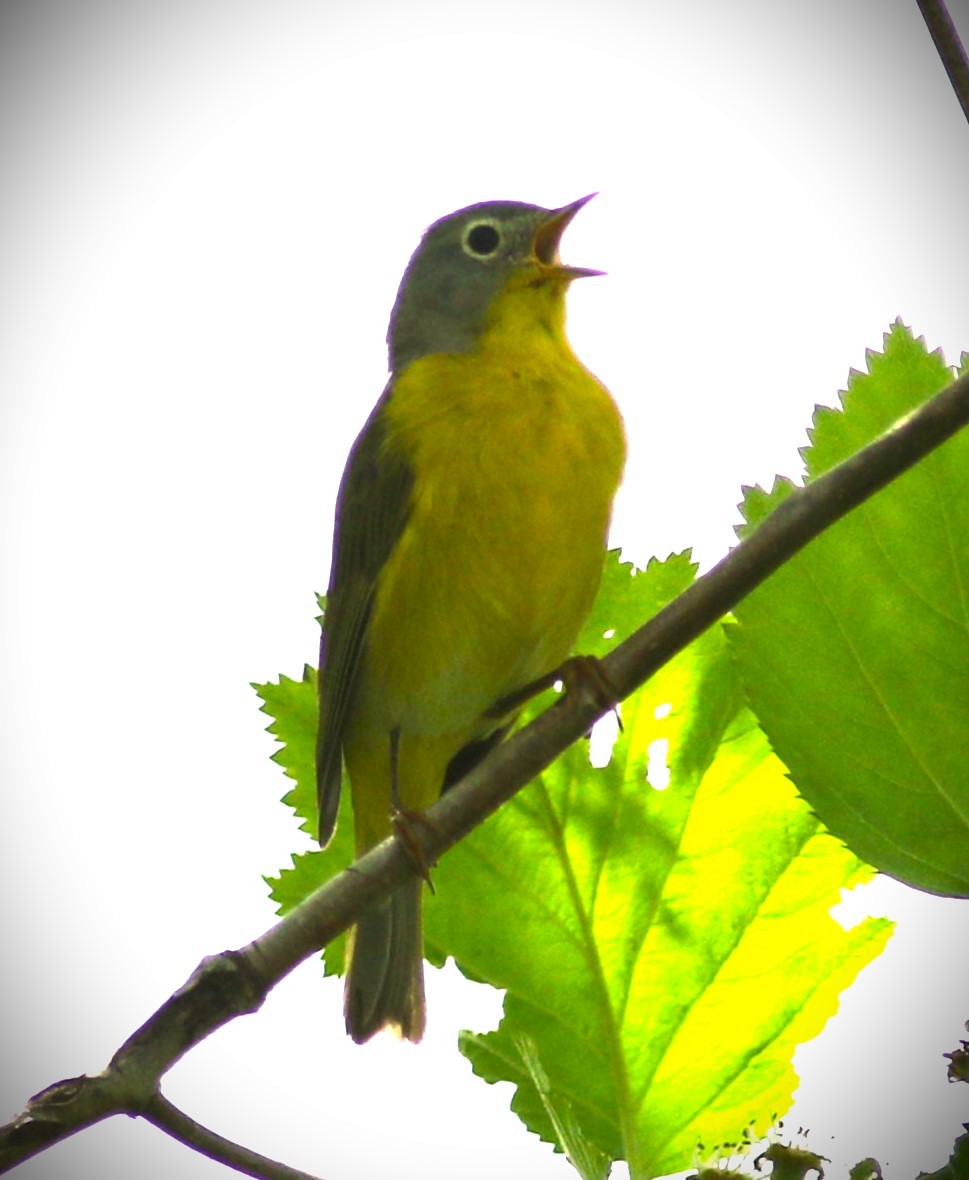 Nashville Warbler - ML619669517