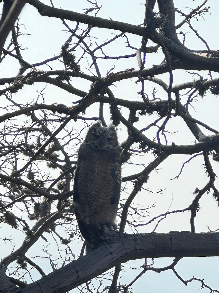 Great Horned Owl - ML619669518