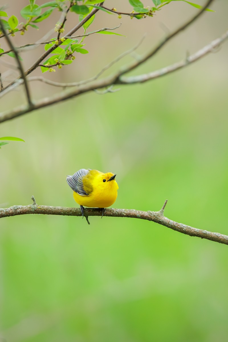 Prothonotary Warbler - Nelli Savelieva