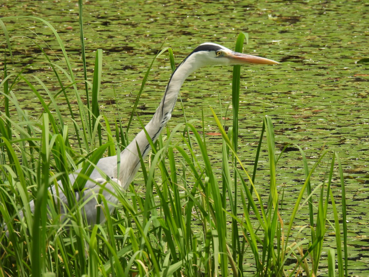 Gray Heron - Swansy Afonso