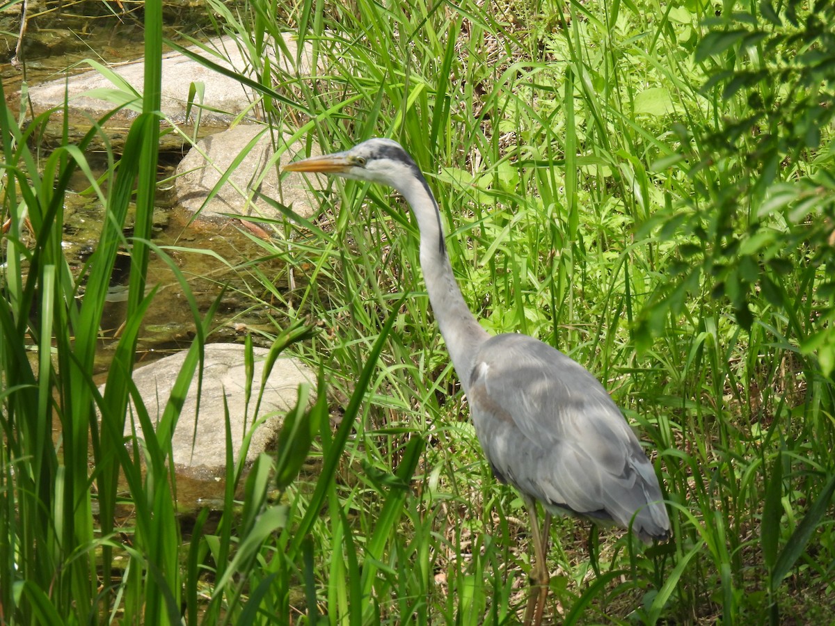 Gray Heron - Swansy Afonso