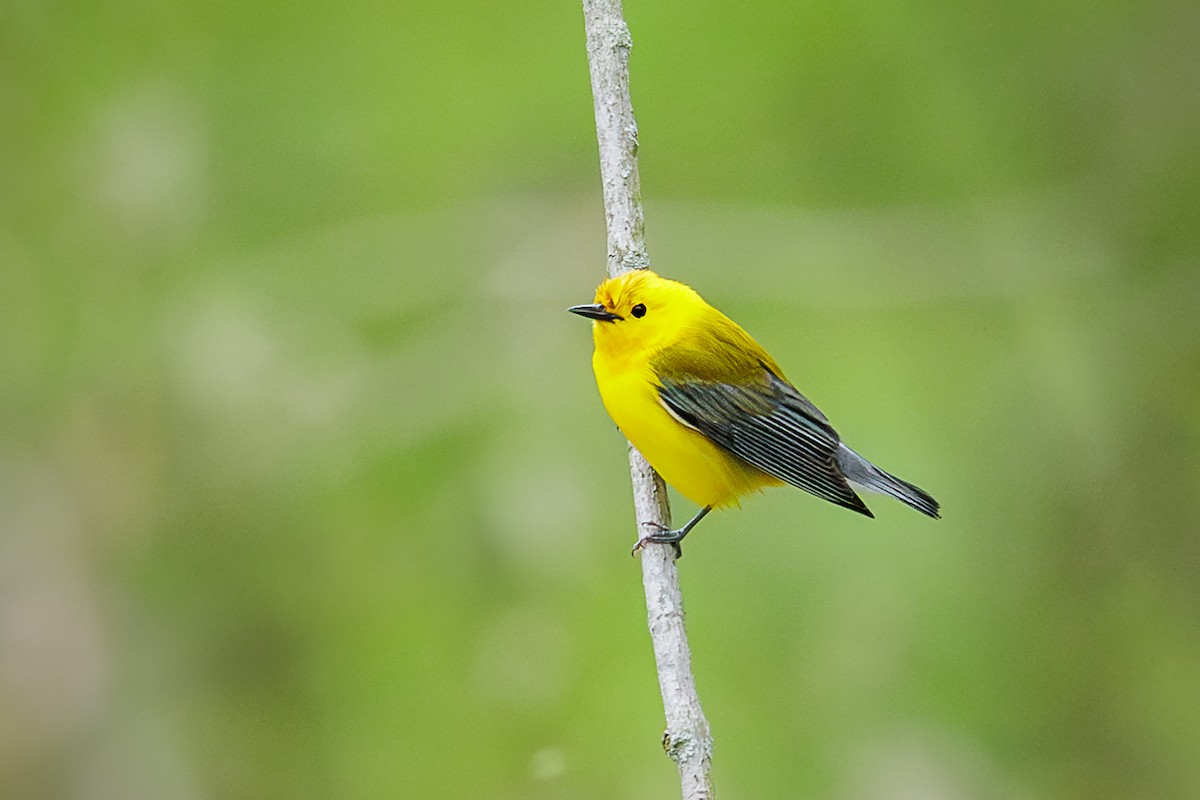 Prothonotary Warbler - Nelli Savelieva