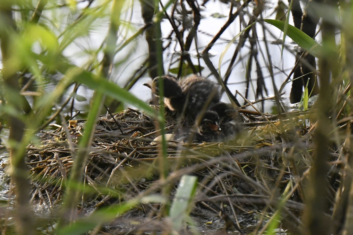 Pied-billed Grebe - Kazumi Ohira