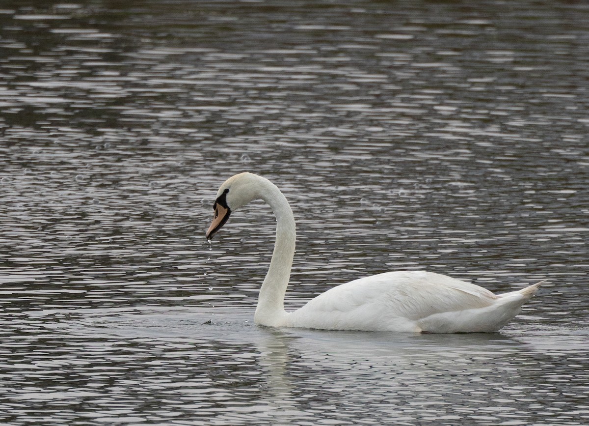 Mute Swan - Bryan Henson