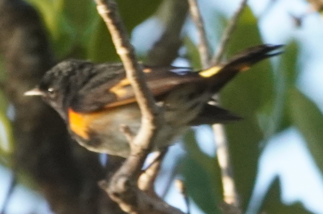 American Redstart - John McCallister