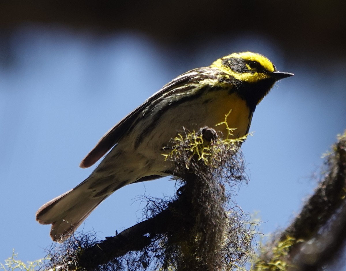 Townsend's Warbler - Chris Johnson