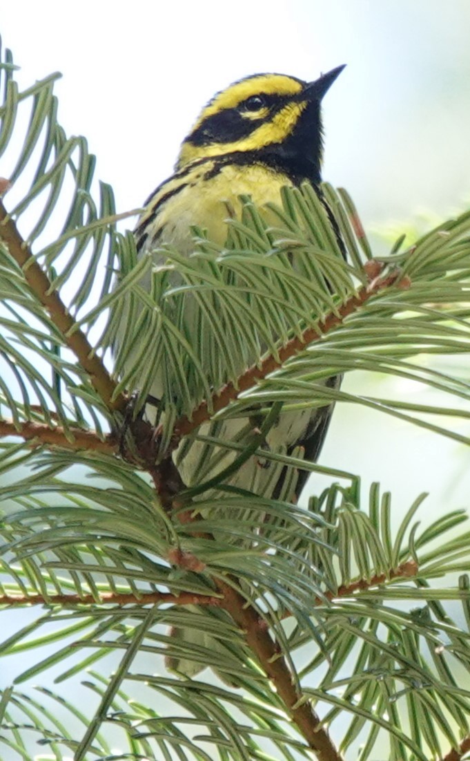 Townsend's Warbler - Chris Johnson