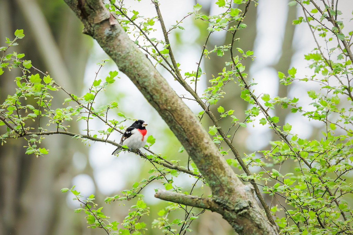 Rose-breasted Grosbeak - Nelli Savelieva