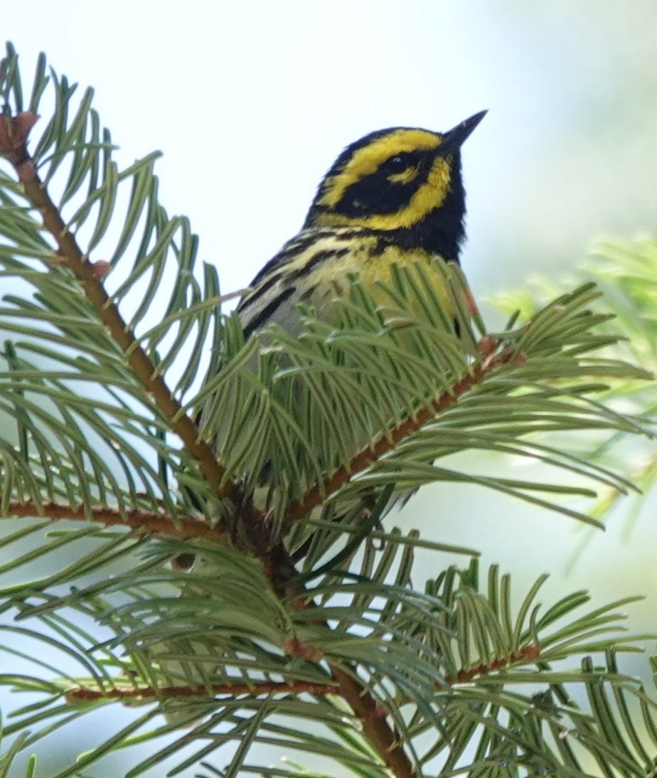 Townsend's Warbler - Chris Johnson