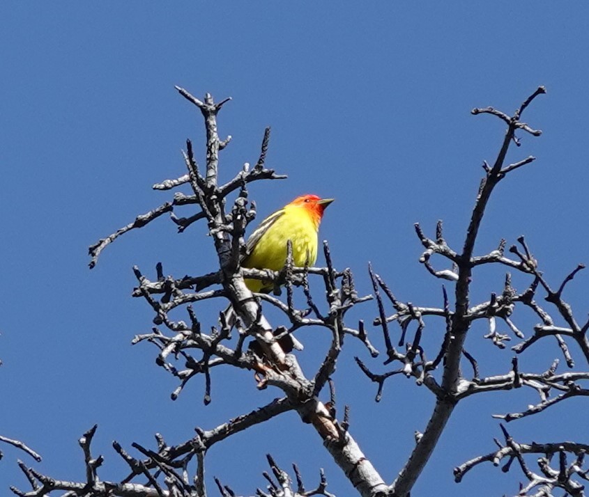 Western Tanager - Chris Johnson