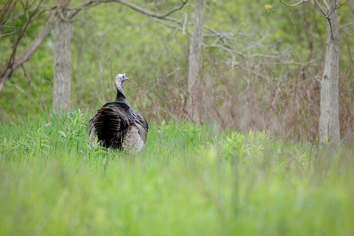 Wild Turkey - Nelli Savelieva