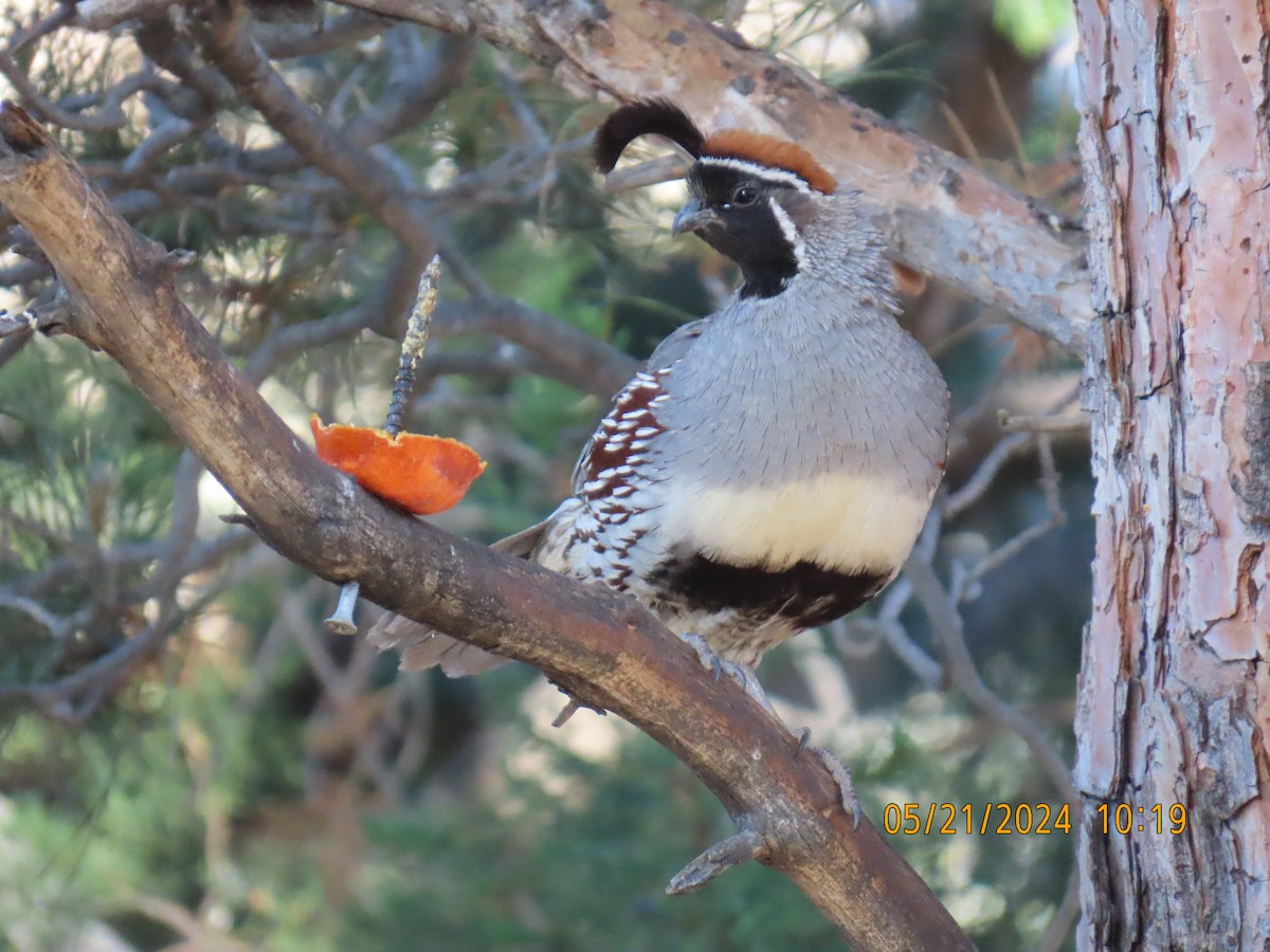 Gambel's Quail - Andy Harrison