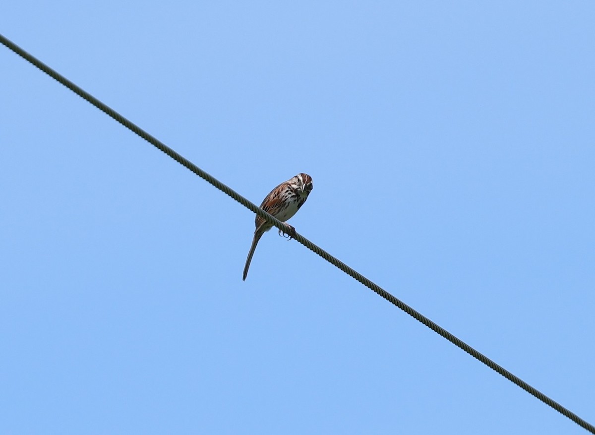 Song Sparrow - Marie Provost