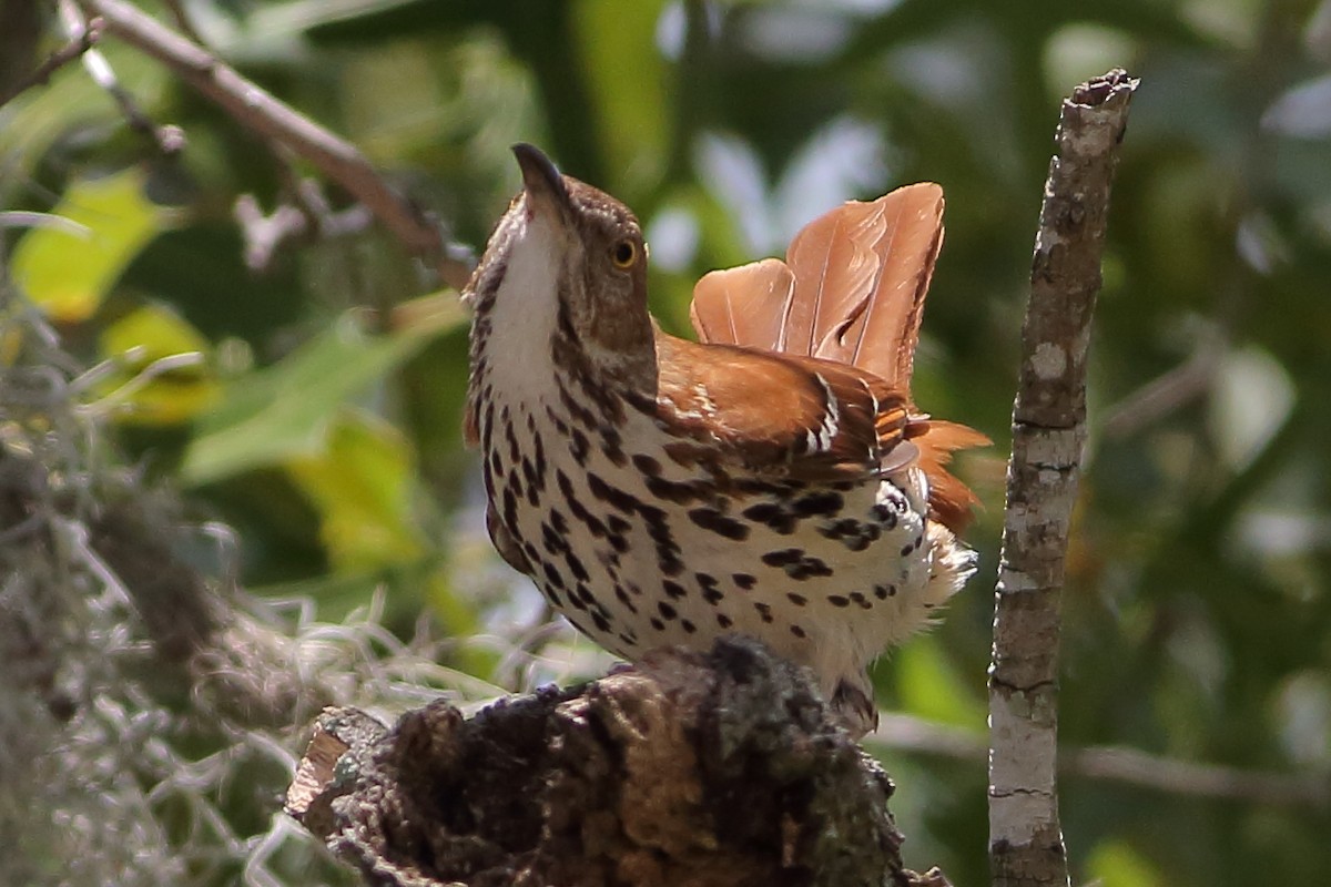 Brown Thrasher - Robert Stalnaker