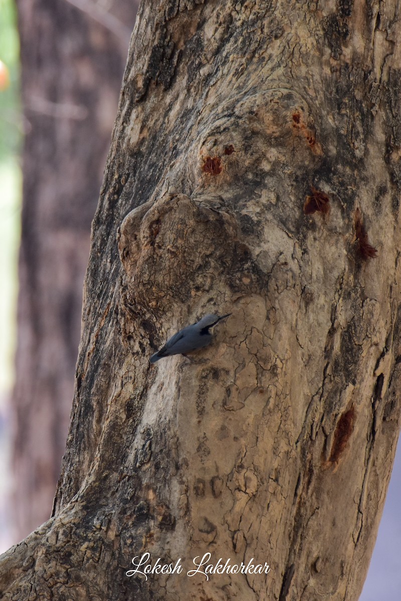 Indian Nuthatch - Lokesh Lakhorkar