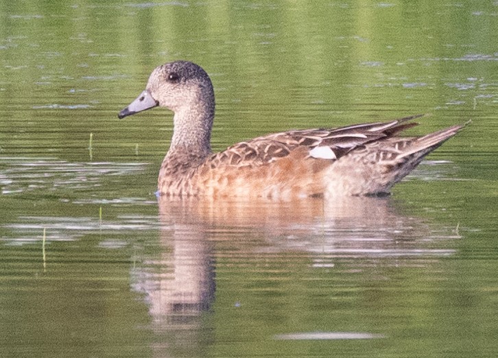 American Wigeon - ML619669580