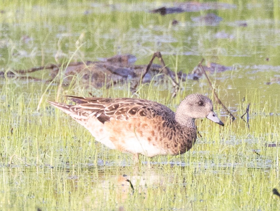 American Wigeon - ML619669581