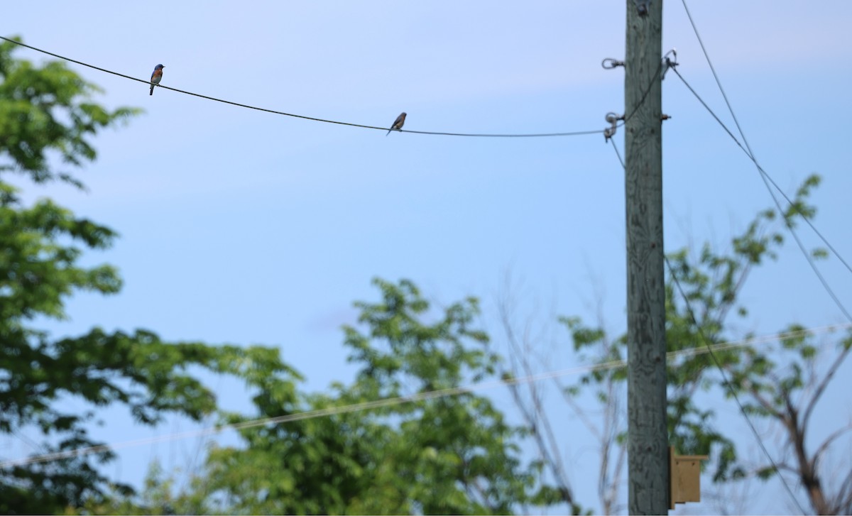 Eastern Bluebird - Marie Provost